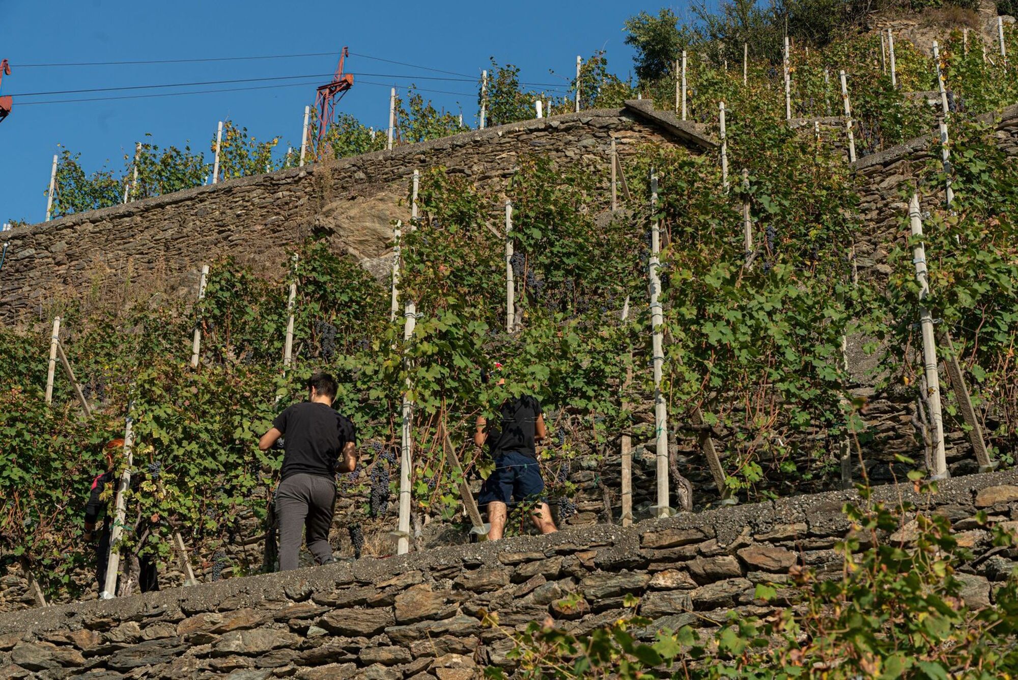 La viticoltura in Valtellina: un'opportunità per le nuove generazioni